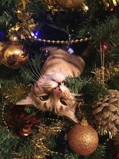 a cat laying on top of a christmas tree