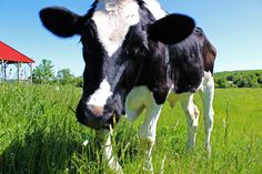 a black and white cow standing on top of a lush green field next to a red barn