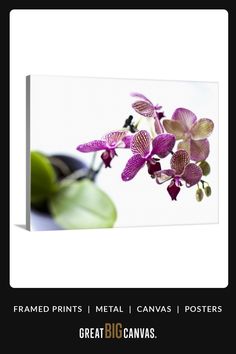 purple orchids with green leaves in front of a white background and text that reads framed prints metal canvass posters great big canvases