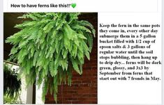 an image of a green plant in front of a brick wall with instructions on how to care for it