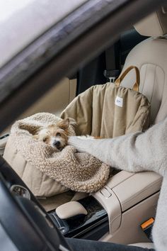 a dog sitting in the back seat of a car with a blanket over it's head