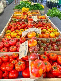 many different types of tomatoes are on display