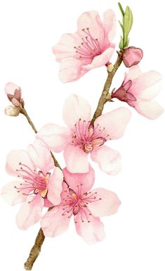 a painting of pink flowers on a white background