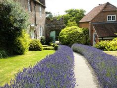 lavender flowers line the path to an old house