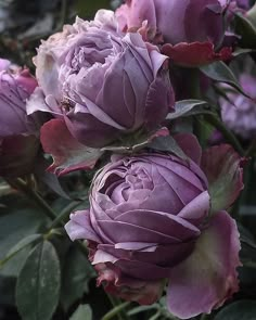 purple flowers are blooming in the garden