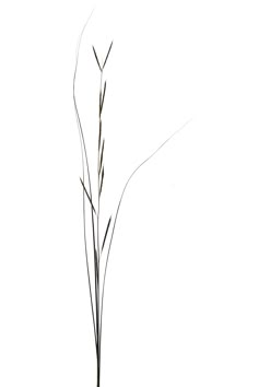 a black and white photo of a plant with long thin stems in a glass vase