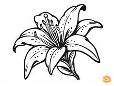 illustration of Easy tiger lily picture to color Tiger Lily Tattoos, Picture To Color, Lily Pictures, Learn To Tattoo, Lilies Drawing, Wrist Tattoo Designs, Unique Wrist Tattoos, Abstract Tattoos