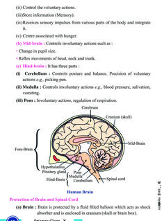 the human brain and its functions