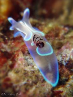 a blue and white sea anemone on the ocean floor