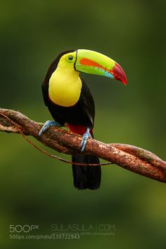 a colorful toucan perched on a branch in front of a green and yellow background