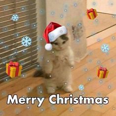 a cat wearing a santa hat standing on its hind legs