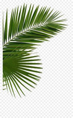 a palm leaf on a white background, with no image in the bottom right corner