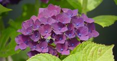 purple flowers with green leaves in the background