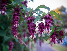 purple flowers growing on the side of a road