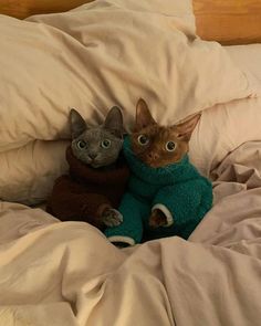 two cats laying on top of a bed covered in white sheets and blankets with one cat wearing a green sweater