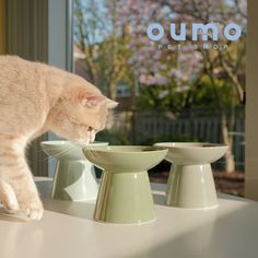 a cat standing on top of a counter next to bowls