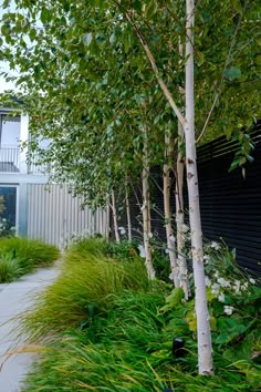 trees line the sidewalk in front of a black building with white flowers and green grass