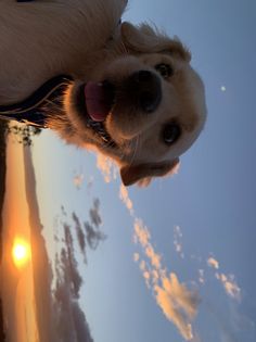 a close up of a dog's face with the sun in the background and clouds