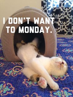 a cat laying on its back in a bed with the caption i don't want to monday