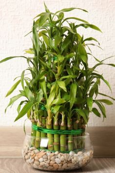 a potted plant sitting on top of a glass container filled with rocks and plants