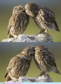 two owls sitting on top of each other