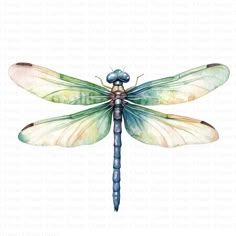 a watercolor drawing of a dragonfly