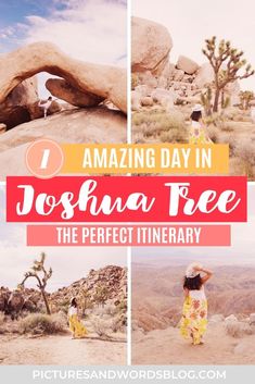 joshua tree in joshua tree national park with text overlay reading amazing day in joshua tree the perfect itinerary