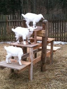 three baby goats are standing on top of a wooden crate and playing with each other