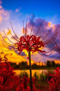 a red flower is in the foreground with a blue and yellow sky behind it