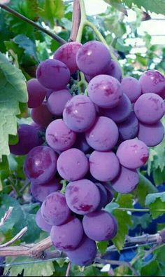 bunches of purple grapes hanging from the vine