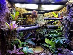 the inside of an aquarium with plants and rocks