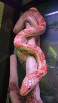 a red and white snake is on a branch