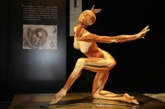 an image of a human figure on display