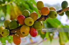 coffee beans are growing on the branch of a tree in an open area with lots of green leaves