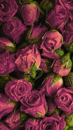 many purple roses with water droplets on them