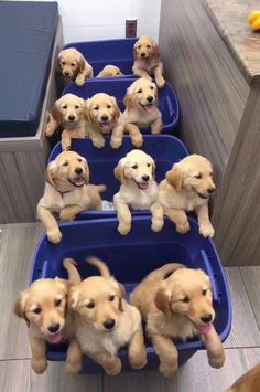 there are many puppies in the blue tubs