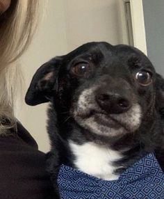 a black and white dog wearing a blue bow tie in front of a woman's face