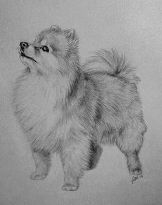 a pencil drawing of a pomeranian dog