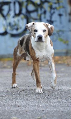 a brown and white dog is running on the street with graffiti in the back ground