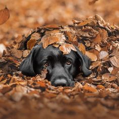 a black dog laying on top of leaves