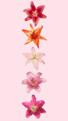 four flowers are arranged in the shape of a line on a pink background with space for text