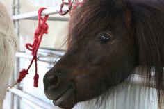 a brown horse sticking its head over the side of a metal fence with red string