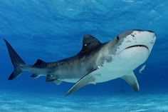 a shark swimming in the ocean with its mouth open