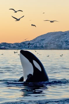 an orca whale in the water with seagulls flying above it at sunset