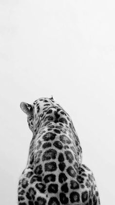 #animals #cheetah #print #animalprint #cheetahprint #housemusic #coquette #blackandwhite #black #white Black And White Leopard Print Wallpaper, Clean Pictures Aesthetic, Wallpaper Backgrounds Leopard, Stockholm Phone Wallpaper, Ipad Background Black And White, Posters Stockholm Style, Leopard Wallpaper Ipad, Wallpaper Iphone 2024, Wallpaper Iphone Leopard