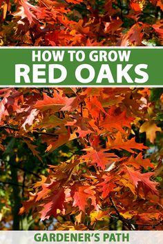 red oaks with text overlay how to grow red oaks gardener's path