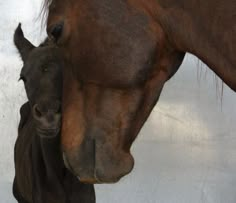 a brown horse standing next to a black horse