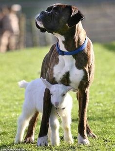 a brown and white dog standing on top of a grass covered field next to a small white dog