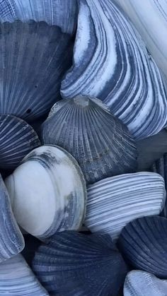 some very pretty blue and white shells together