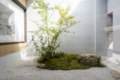 a bonsai tree sits in the corner of a room with moss growing on it